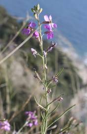 Fotografia da espécie Moricandia arvensis