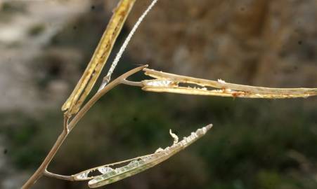Fotografia da espécie Moricandia arvensis