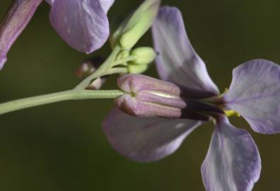 Fotografia da espécie Moricandia arvensis