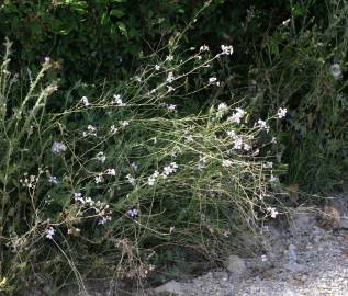 Fotografia da espécie Moricandia arvensis