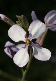 Fotografia da espécie Moricandia arvensis
