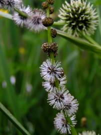 Fotografia da espécie Sparganium erectum subesp. neglectum