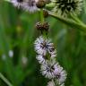 Fotografia 7 da espécie Sparganium erectum subesp. neglectum do Jardim Botânico UTAD