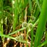 Fotografia 10 da espécie Sparganium erectum subesp. neglectum do Jardim Botânico UTAD