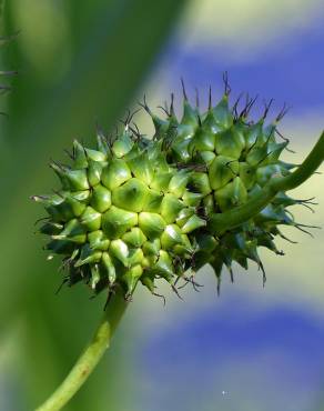 Fotografia 11 da espécie Sparganium erectum subesp. neglectum no Jardim Botânico UTAD