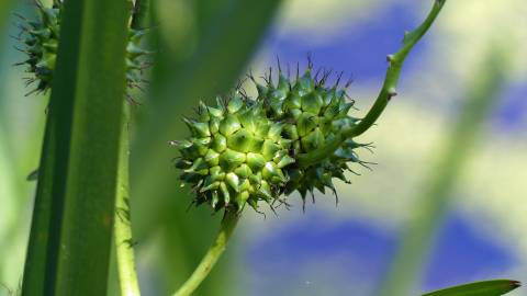 Fotografia da espécie Sparganium erectum subesp. neglectum