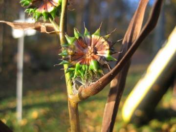 Fotografia da espécie Sparganium erectum subesp. neglectum