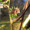 Fotografia 13 da espécie Sparganium erectum subesp. neglectum do Jardim Botânico UTAD