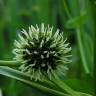 Fotografia 14 da espécie Sparganium erectum subesp. neglectum do Jardim Botânico UTAD