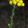 Fotografia 3 da espécie Tanacetum microphyllum do Jardim Botânico UTAD