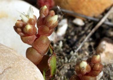 Fotografia da espécie Sedum andegavense