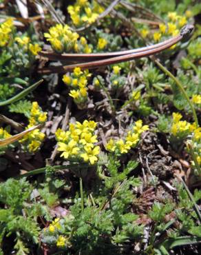 Fotografia 1 da espécie Alyssum minutum no Jardim Botânico UTAD