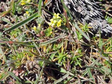 Fotografia da espécie Alyssum minutum