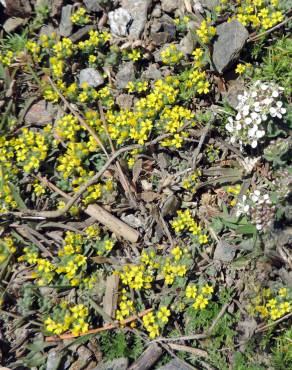 Fotografia 5 da espécie Alyssum minutum no Jardim Botânico UTAD