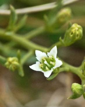 Fotografia 1 da espécie Thesium humifusum no Jardim Botânico UTAD