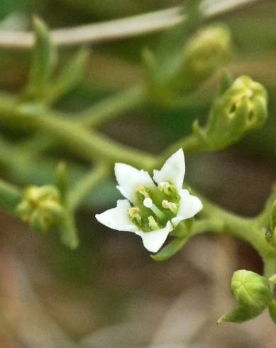 Fotografia de capa Thesium humifusum - do Jardim Botânico