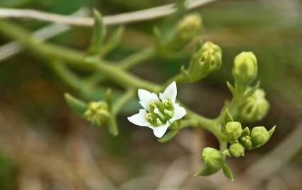 Fotografia da espécie Thesium humifusum