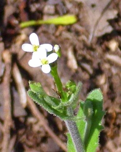 Fotografia de capa Arabis stenocarpa - do Jardim Botânico