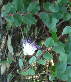 Fotografia da espécie Capparis spinosa subesp. rupestris