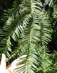 Cephalotaxus harringtonii