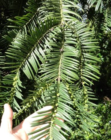 Fotografia de capa Cephalotaxus harringtonii - do Jardim Botânico