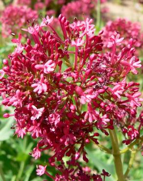 Fotografia 12 da espécie Centranthus ruber no Jardim Botânico UTAD