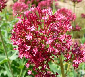 Fotografia da espécie Centranthus ruber