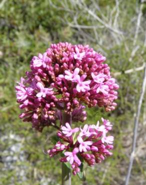 Fotografia 13 da espécie Centranthus ruber no Jardim Botânico UTAD