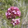 Fotografia 13 da espécie Centranthus ruber do Jardim Botânico UTAD