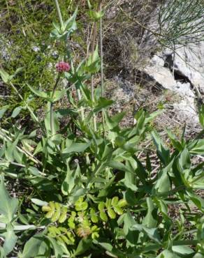 Fotografia 14 da espécie Centranthus ruber no Jardim Botânico UTAD