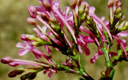 Fotografia da espécie Centranthus ruber