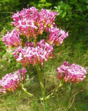 Fotografia 17 da espécie Centranthus ruber no Jardim Botânico UTAD