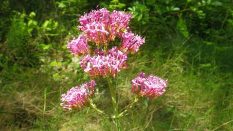 Fotografia da espécie Centranthus ruber