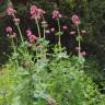 Fotografia 18 da espécie Centranthus ruber do Jardim Botânico UTAD