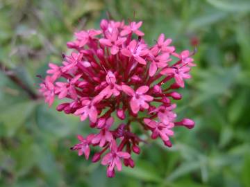 Fotografia da espécie Centranthus ruber