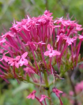 Fotografia 1 da espécie Centranthus ruber no Jardim Botânico UTAD