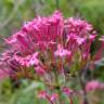 Fotografia 1 da espécie Centranthus ruber do Jardim Botânico UTAD