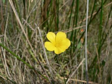 Fotografia da espécie Linum maritimum