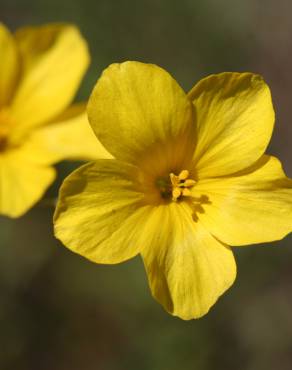 Fotografia 1 da espécie Linum maritimum no Jardim Botânico UTAD