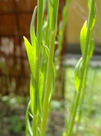 Fotografia da espécie Linum maritimum