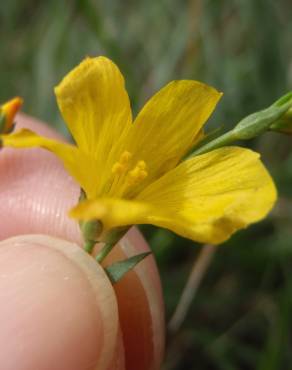 Fotografia 9 da espécie Linum maritimum no Jardim Botânico UTAD