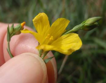 Fotografia da espécie Linum maritimum