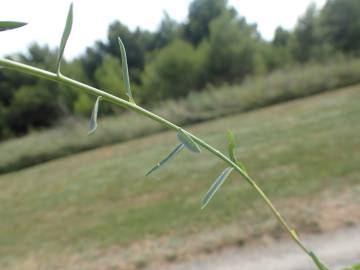 Fotografia da espécie Linum maritimum