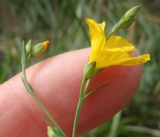 Fotografia da espécie Linum maritimum