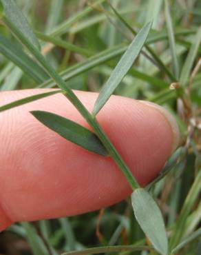 Fotografia 13 da espécie Linum maritimum no Jardim Botânico UTAD