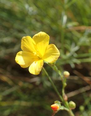 Fotografia 14 da espécie Linum maritimum no Jardim Botânico UTAD