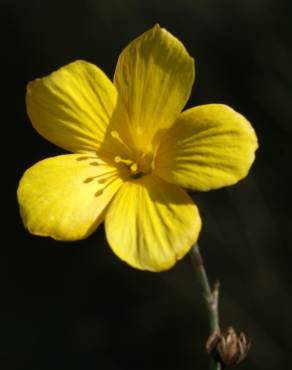 Fotografia 15 da espécie Linum maritimum no Jardim Botânico UTAD