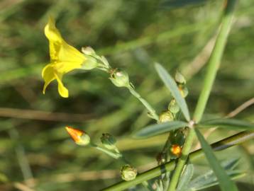 Fotografia da espécie Linum maritimum