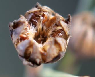 Fotografia da espécie Linum maritimum