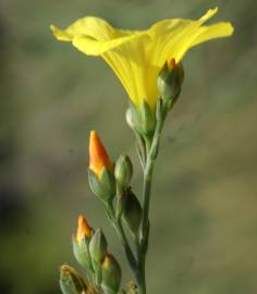 Fotografia da espécie Linum maritimum